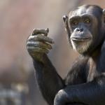 Шимпанзета надхитрят ловци