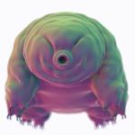 Бавноходката – безсмъртното мъниче