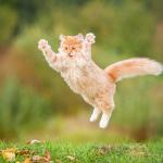 Тези скачащи котки приличат на нинджи