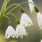 Как кокичето стана лекарство