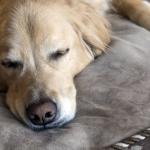Наистина ли е лошо да споделяте легло с кучето си?
