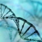 Откриха нова ДНК структура в клетките на хората