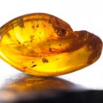 Може ли науката наистина да възкреси динозавър?