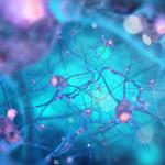 Учените откриха начин как да помогнат на нервните влакна да се възстановят