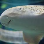 Акула прави първия в света преход от сексуална към асексуална репродукция