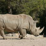Видео: Атаките на носорозите