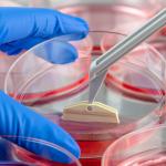 Разработват нов метод за регенериране на различни видове тъкани