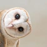 Това стряскащо видео на бебета сови може да обясни „срещите“ с извънземни