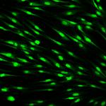 Светещ зелен сок може да промени начина, по който изследваме вътрешностите си