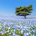 Почувствайте синята магия на японския крайморски парк 