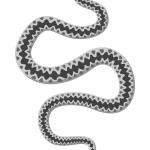 Хората са развили еволюционно способността да разпознават змиите много по-добре от други животни 