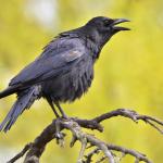 Гарваните показват признаци на абстрактна мисловна дейност