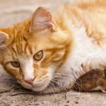 Паразит кара мишките да не се страхуват от котки