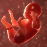 Това видео разкрива как се формира човешкото лице в утробата