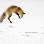 Видео: Лисица скача във въдуха, за да лови невидими мишки под снега