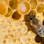 Маточното млечице на пчелите ускорява лекуването на рани