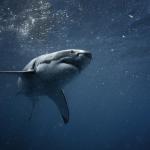 Материал за хидрокостюми предпазва срещу ухапвания от акули
