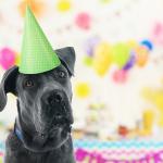 Нова формула ви позволява да изчислите „човешките“ години на вашето куче
