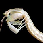 Шийла Патек засича времето за движение на най-бързите животни