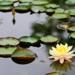 Вижте какви странни неща живеят в една капка езерна вода