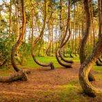 Кривата гора в Полша - една красива мистерия