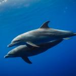 Делфините се обръщат един към друг по име