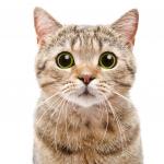 11 любопитни факта за котките