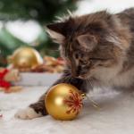 Коледни празници с котка – за какво трябва да внимаваме
