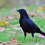 Инструментите на гарваните и интелигентността