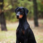 Видео: Котка-нинджа предизвиква доберман