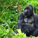 Планинската горила вече не е „критично застрашен“ вид
