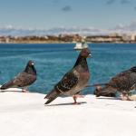 Звукови карти помагат на гълъбите да се ориентират