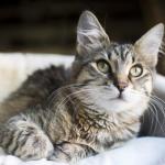 Връзката между котките и предприемачите