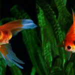 Златната ви рибка се справя с мръсния аквариум, като произвежда свой собствен алкохол