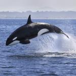 Китоловът пречи на океана да задържа СО2