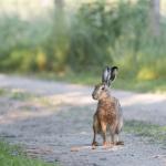 Видео: Вижте епичното бягство на този сърцат заек