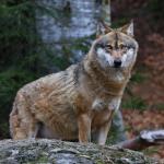 Вещество в кръвта кара хищниците да полудяват по жертвата