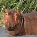 „Кървата пот“ на хипопотамите има уникални свойства