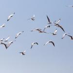 Птиците виждат магнитните полета на земята