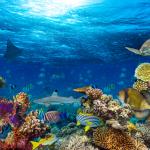 Супер коралите – следващото поколение от океански рифове?  