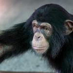 Шимпанзетата ни предадоха урок по алтруизъм