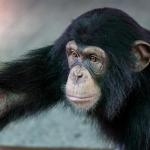 Тайната на мускулната сила при шимпанзетата