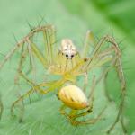 Паяците ядат повече за година отколкото всички хора взети заедно