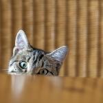 Защо котките обичат да събарят разни неща?