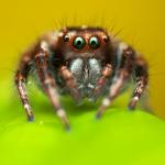 Паяци оплетоха в мрежата си градче в Гърция