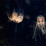 Откриха противоотрова за най-отровното създание на планетата