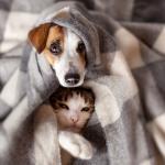 7 предупредителни знака, че трябва да заведете домашния си любимец на ветеринар