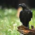 Гарваните са достатъчно умни, за да си погаждат номера един на друг