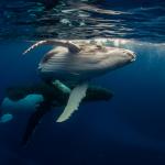 Интригуващият звук на морските бозайници