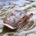 10 малки хипопотамчета, които ще оправят настроението ви